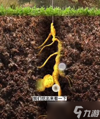 《夺笋高手》长白山无价之宝千年人参获得方法一览