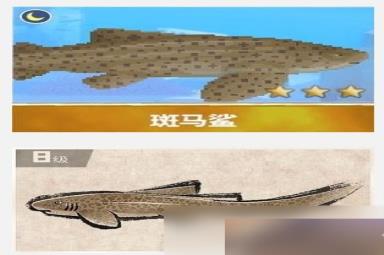 潜水员戴夫斑马鲨在哪抓