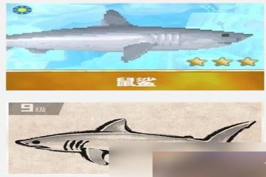 《潜水员戴夫》鼠鲨捕捉方法