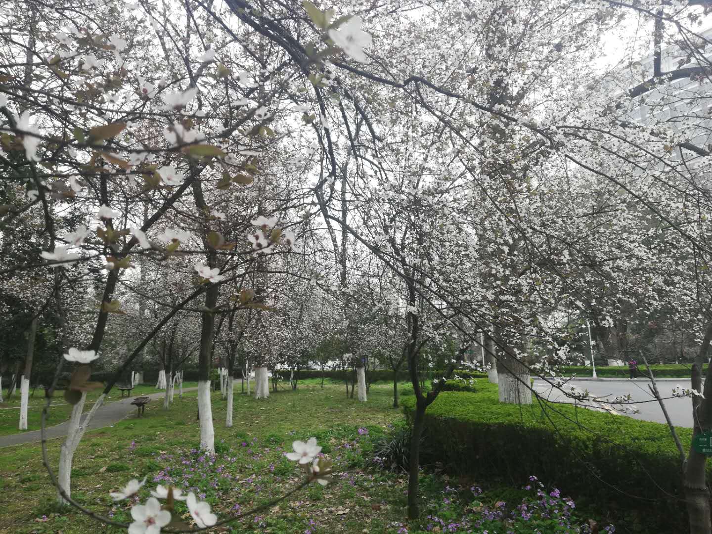 落樱散华抄_落樱散华抄_落樱散华抄