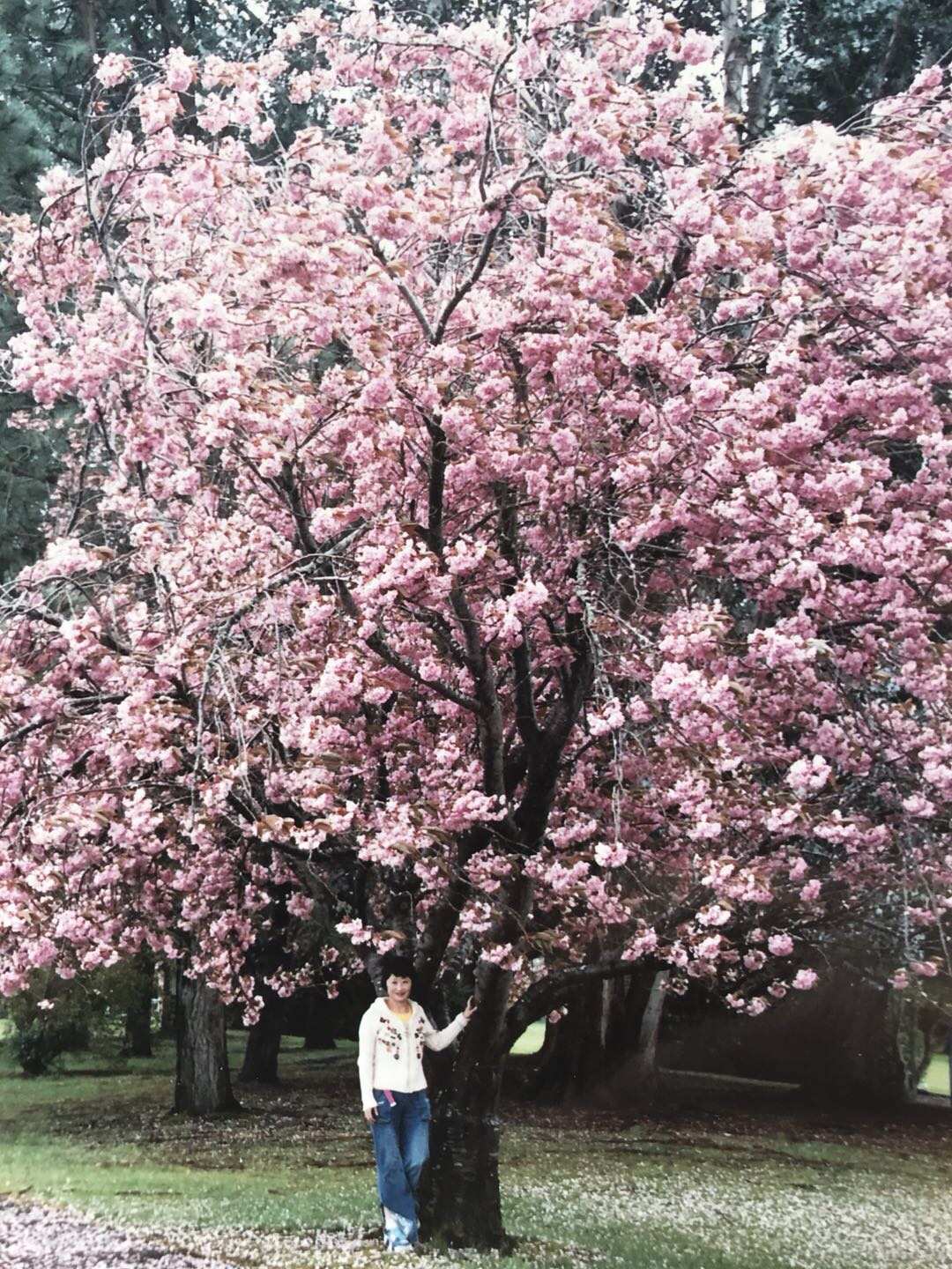 落樱散华抄_落樱散华抄_落樱散华抄