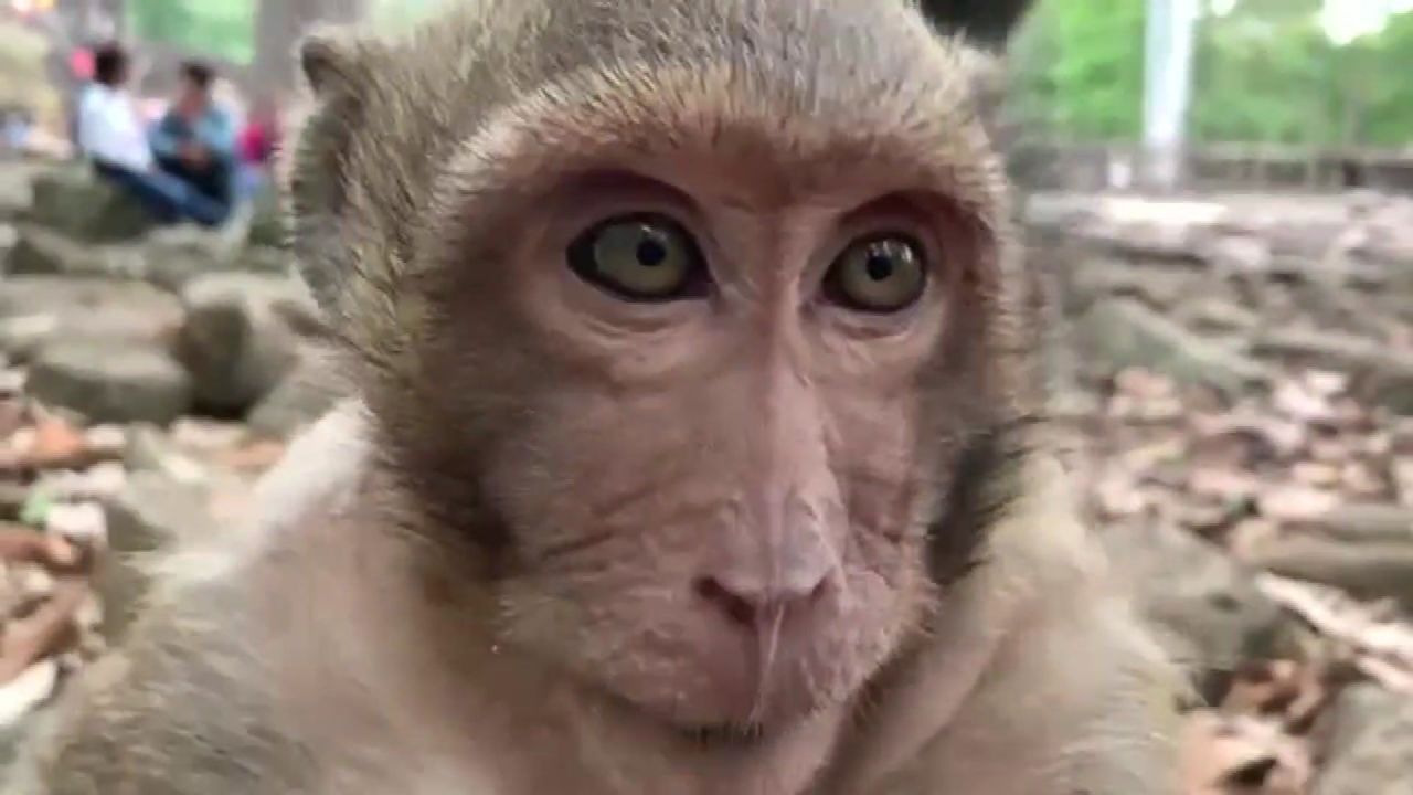 猴子图片大全卡通可爱图片_猴子图片卡通图片可爱_图片猴子头像