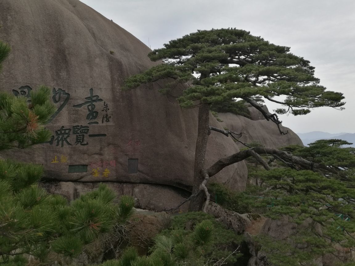 迎客松打一数字_迎客松解说_迎客松游戏