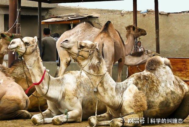 羊驼图片大全大图_白色羊驼图片_羊驼的图片