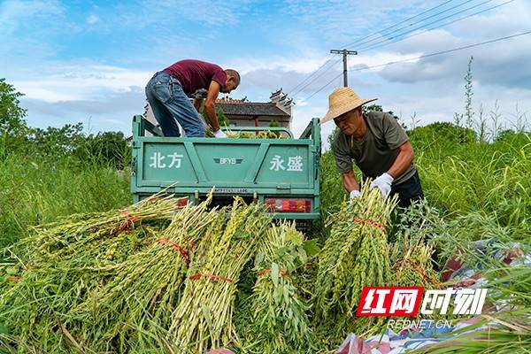 芝麻粒出售平台_芝麻粒出售平台有哪些_芝麻粒怎么出售给别人