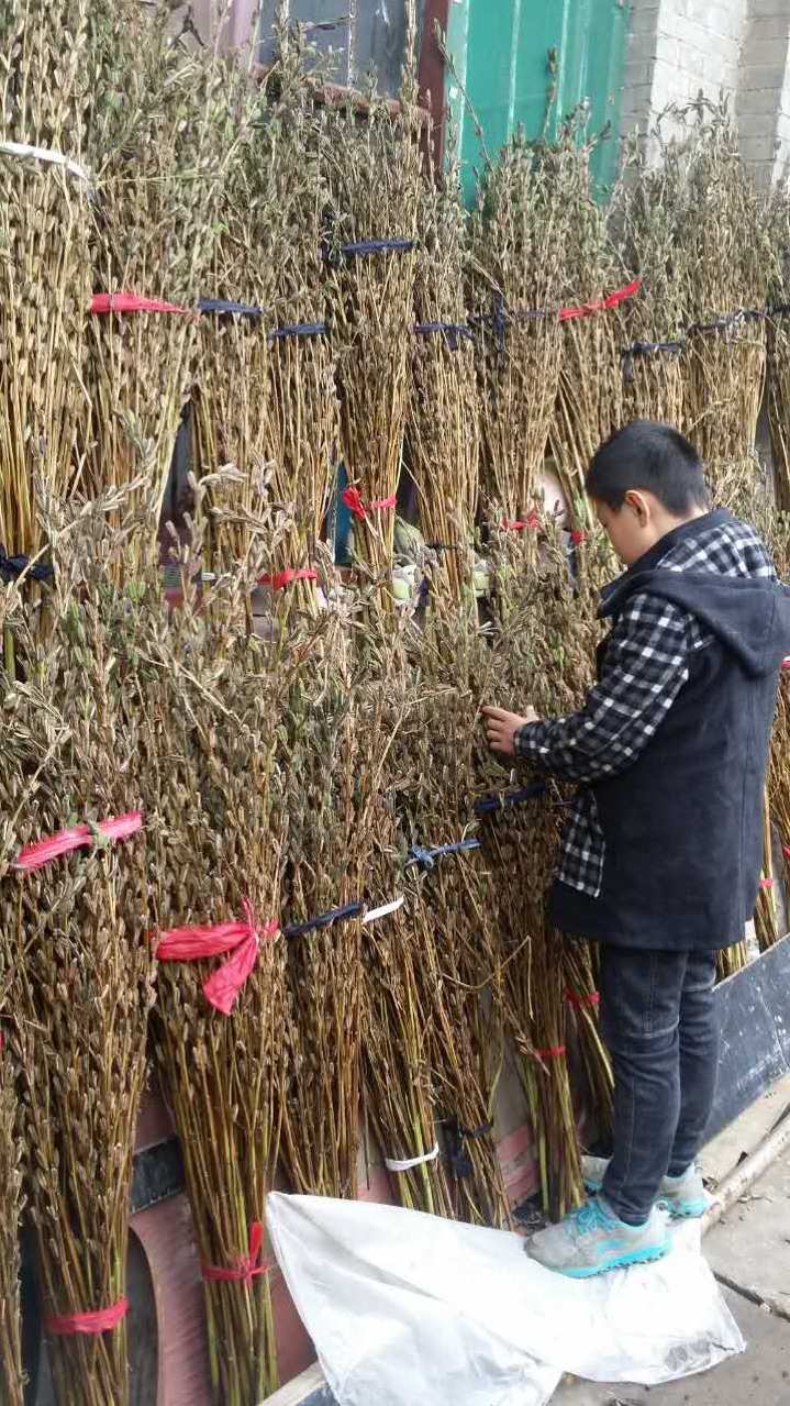芝麻粒出售平台_芝麻粒出售平台有哪些_芝麻粒怎么出售给别人