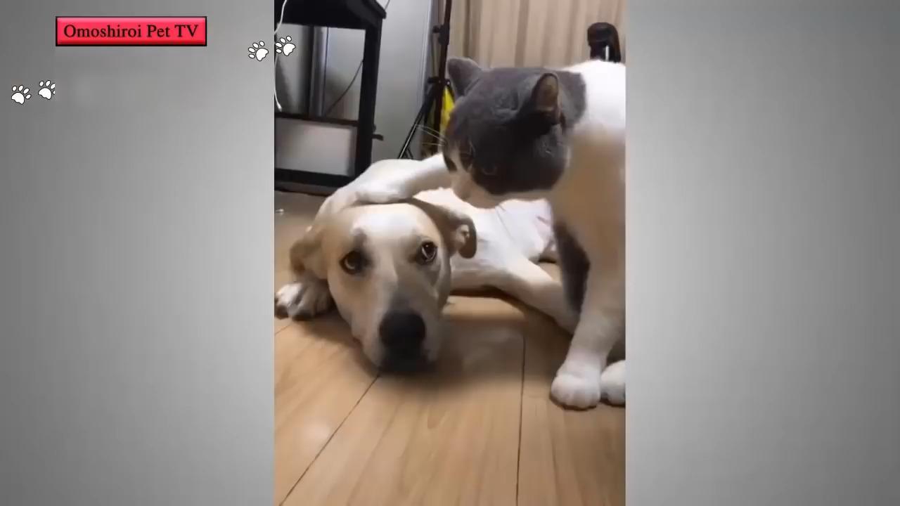 telegram看过的视频_telegram看过的视频_telegram看过的视频