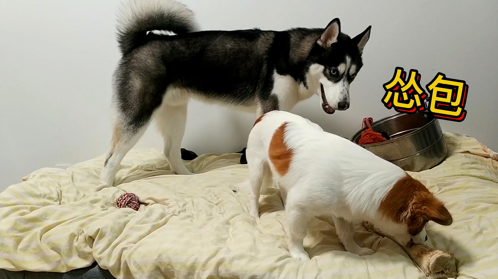 telegram看过的视频_telegram看过的视频_telegram看过的视频