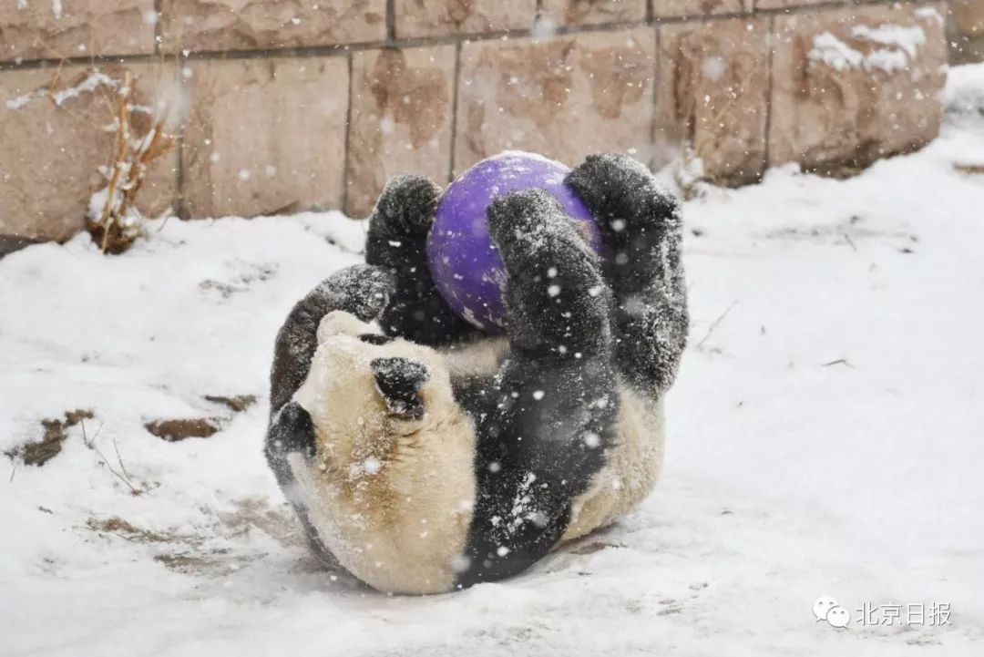 lol狗熊_狗熊lol叫什么_狗熊lol出装