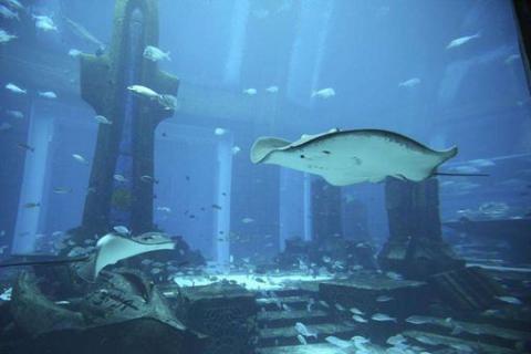recusanthenricus_recusanthenricus_recusanthenricus