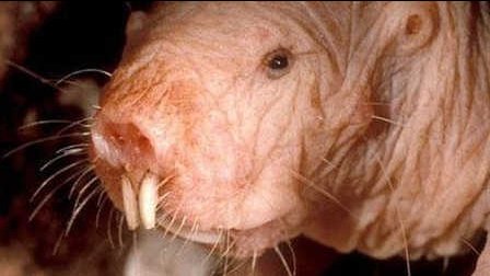 奇异图片挑战人的眼睛_*各种奇异生物作为猎物,增加了游戏的神秘与挑战性。_曽性总裁的小猎物