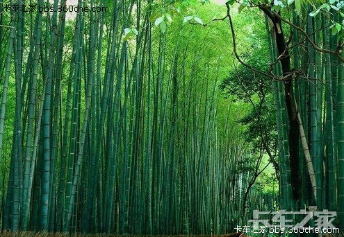 米游兽_米游兽_米游兽