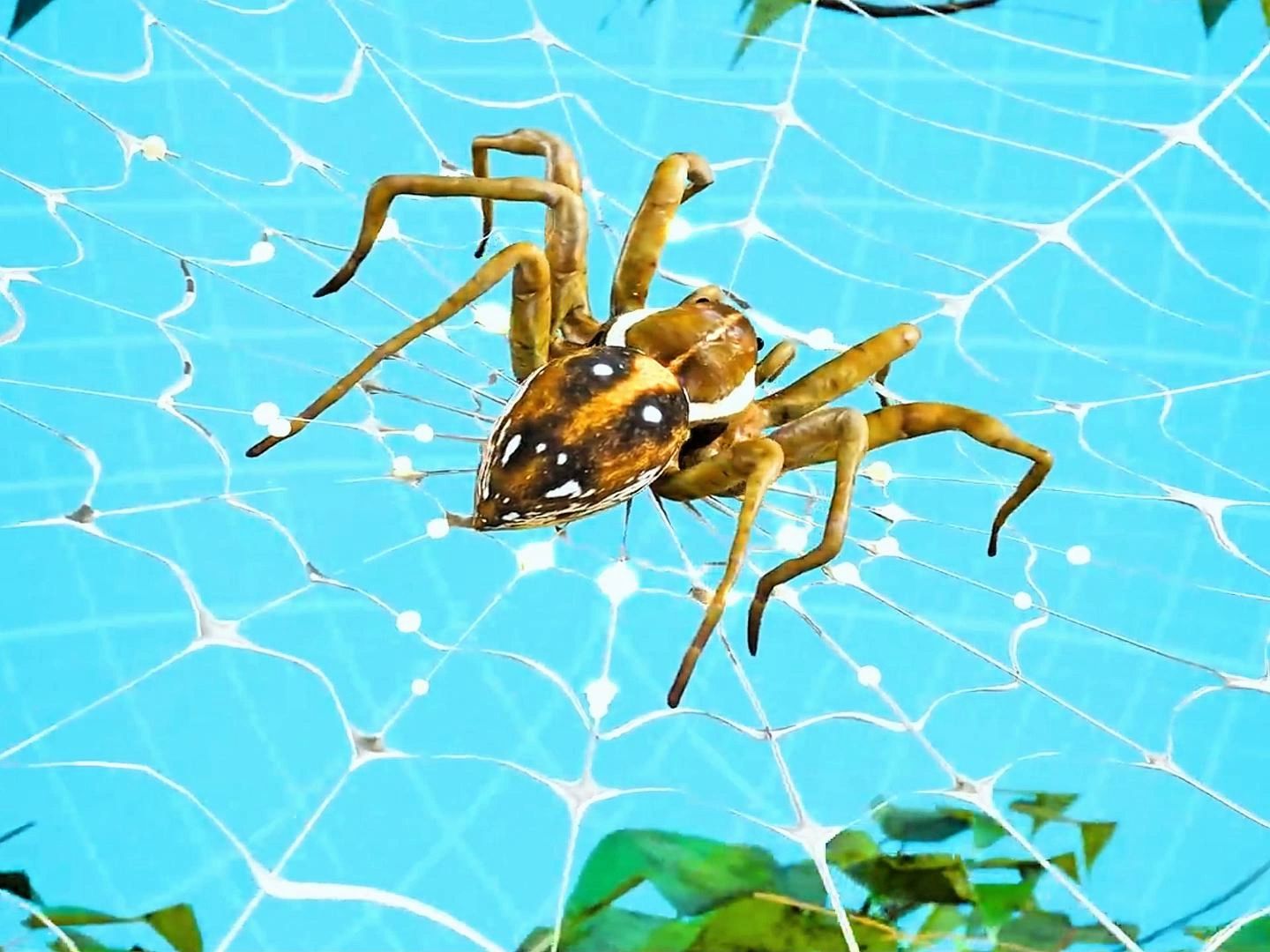 破碎蜘蛛_破碎蜘蛛洞_蜘蛛粉碎怎么得到