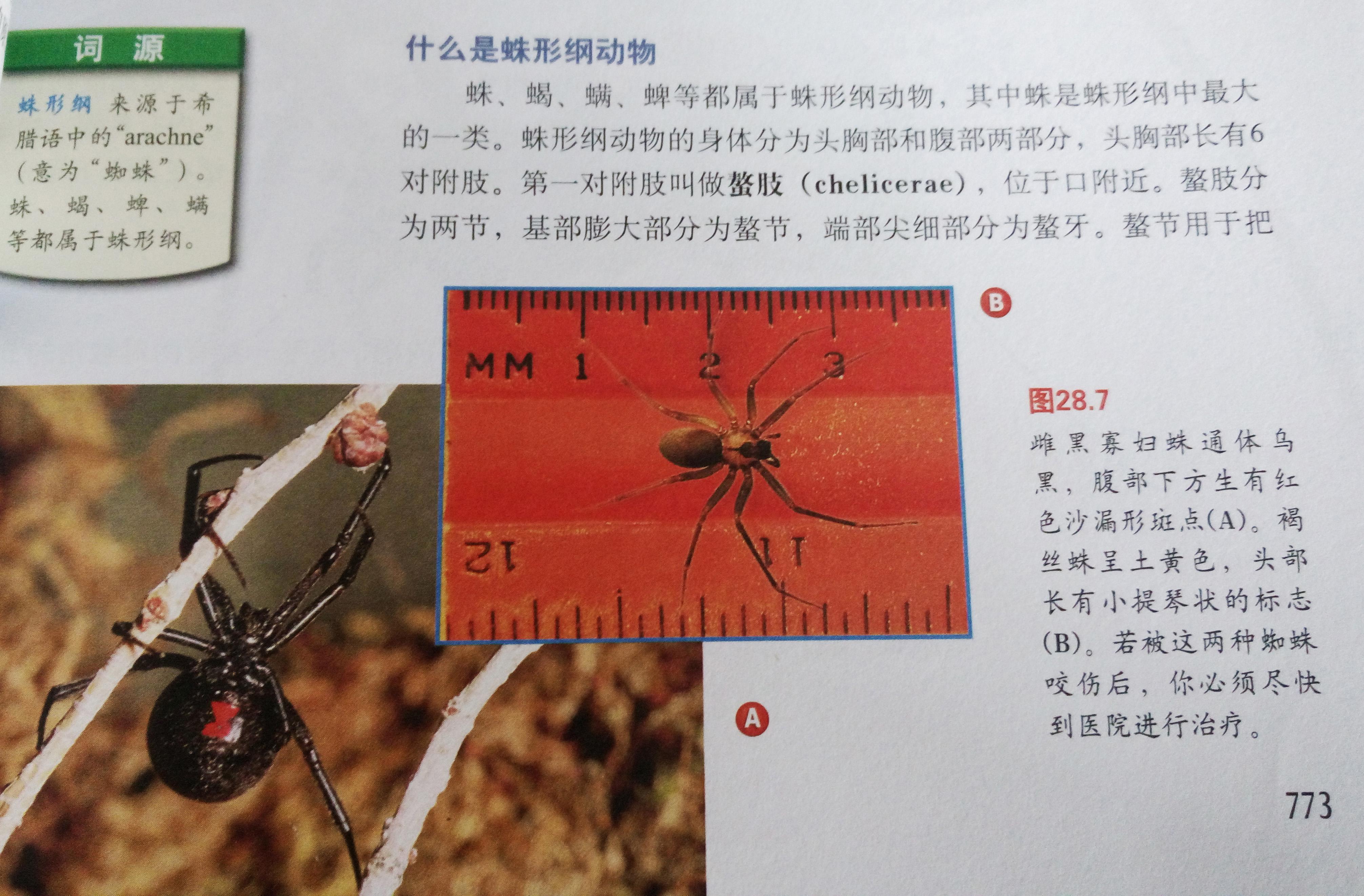 蜘蛛碎击者_蜘蛛粉碎怎么得到_破碎蜘蛛洞