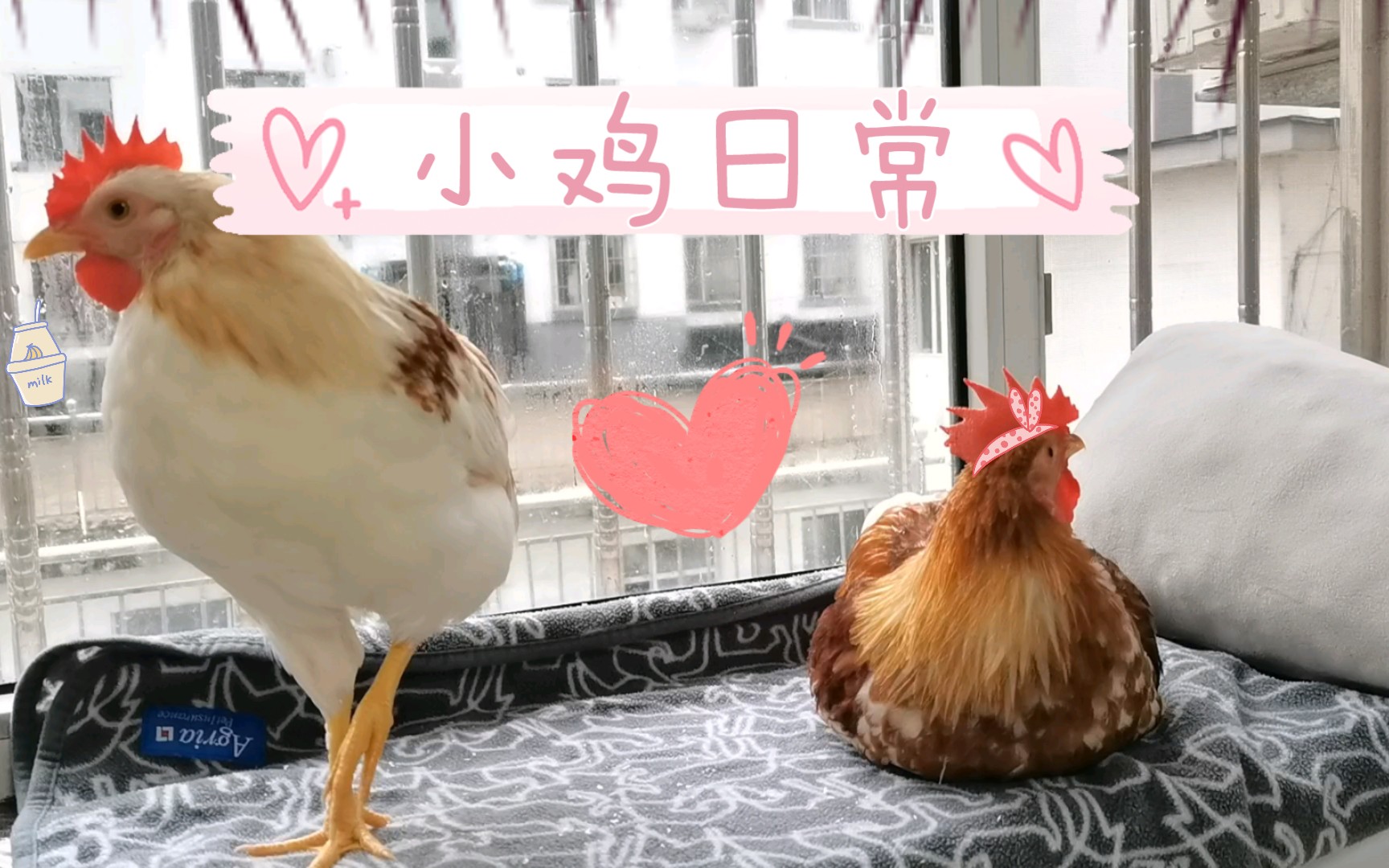 小鸡喜欢晒太阳是怎么回事_小鸡喜欢吃什么东西_小鸡喜欢干什么