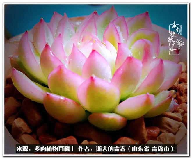 钱包转出t+1_tp钱包怎么转账到交易所_钱包互转