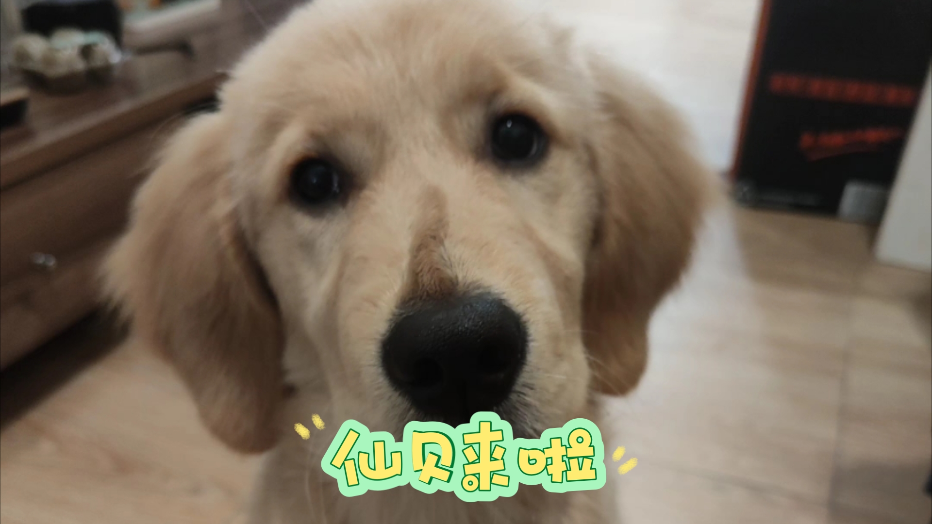 gou盟_盟狗图片_毖写狗盟