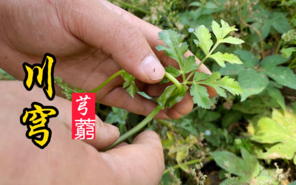 繁星计划平台游戏是正版吗_繁星计划是什么意思_游戏繁星计划是哪个平台